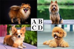 性格心理テスト|なりたい犬でわかる!生まれ持った性格とは?