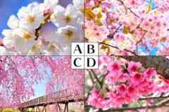 一番好きな桜はどれ？答えであなたの「魅力」がわかる心理テスト