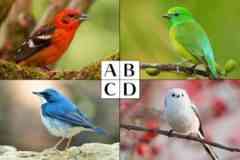 心理テスト『逃げた鳥は何色？』答えでわかる、あなたが恋愛面でやりやすい失敗